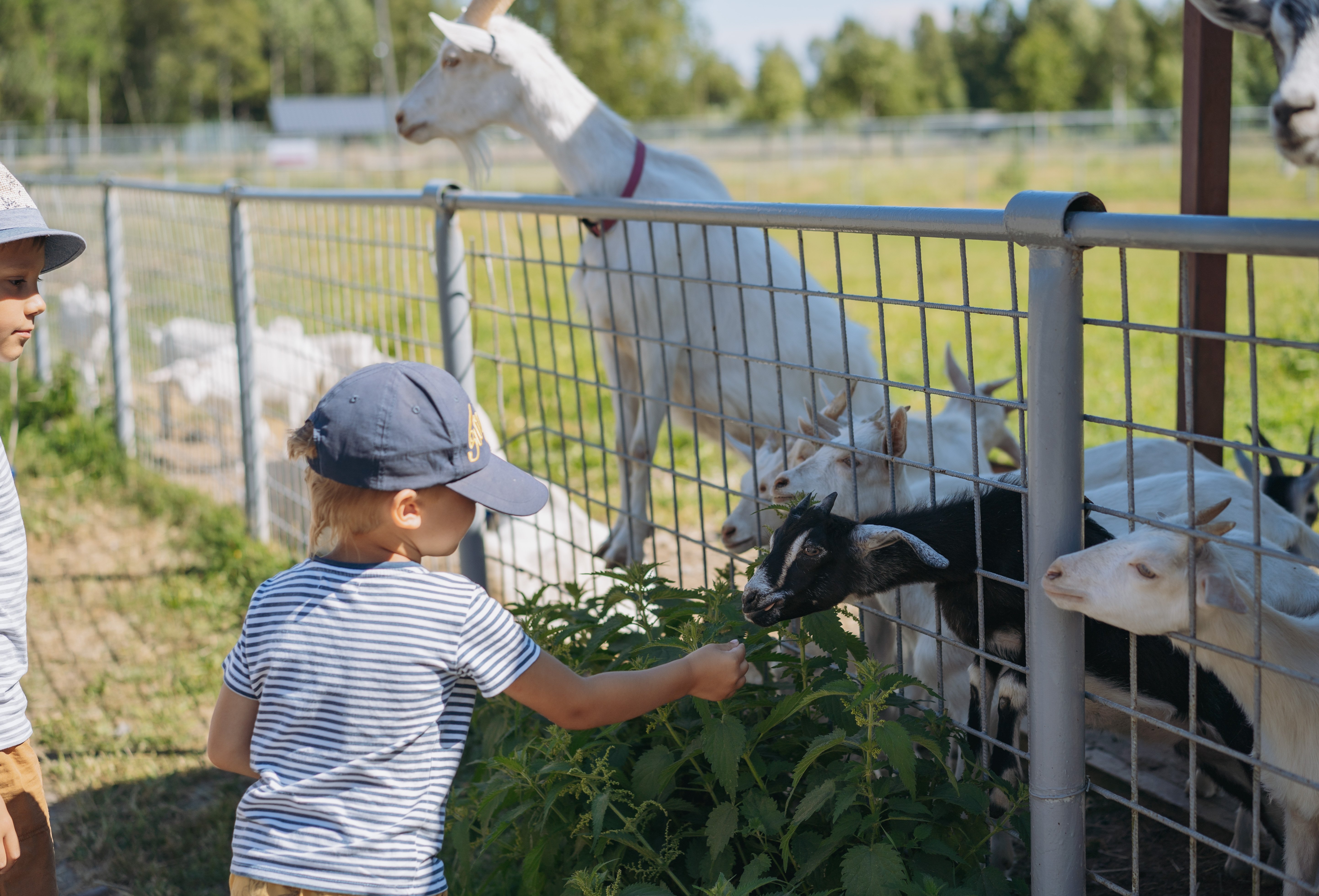 children-feeding-baby-goats-in-zoo-2022-11-10-09-24-43-utc